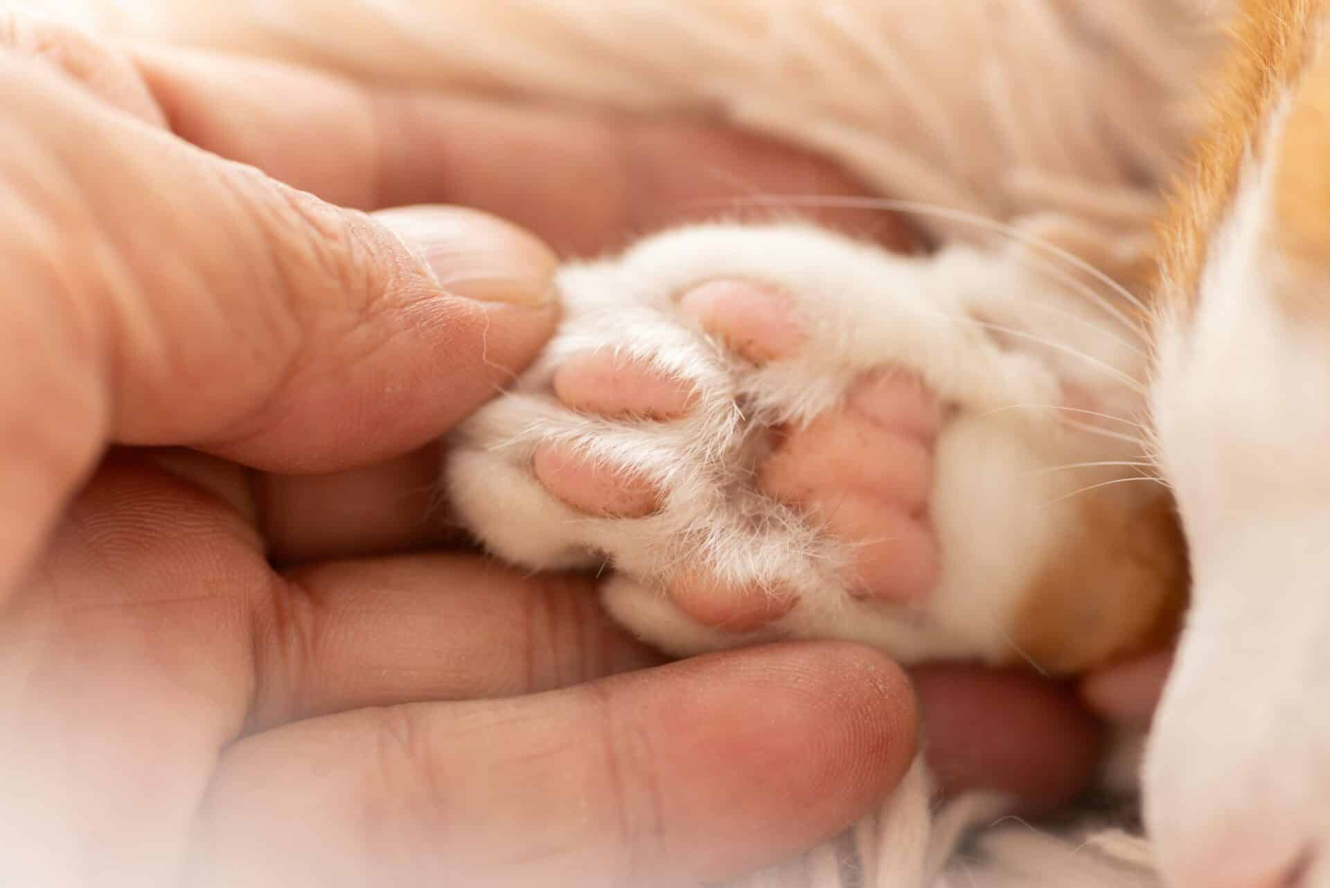 End-of-Life & Palliative Care